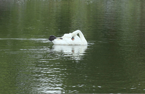 一只白天鹅在水中