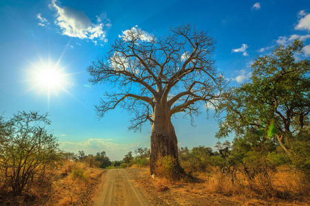 日落 baobab 南非