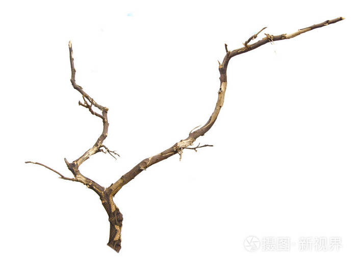干树枝的特写