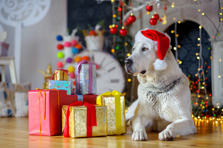 大白狗在圣诞老人的帽子