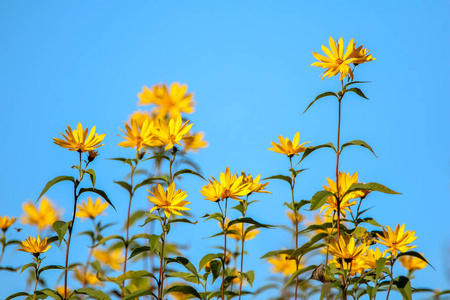 明亮美丽的黄色花在蓝天背景。黄色的花。盛开的自然花朵。在拉脱维亚的野花