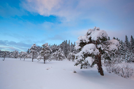 美丽的冬天的风景雪树