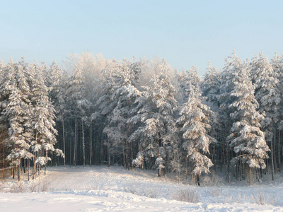 兰德斯帕克冬天的森林