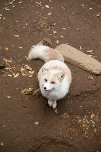 野生狐狸抬头