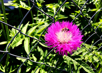 飞蜂慢慢地飞向植物, 从花中收集私人蜂房蜜。自然干部包括美丽的花朵, 黄色的花粉在蜜蜂的腿上。蜂蜜蜜蜜