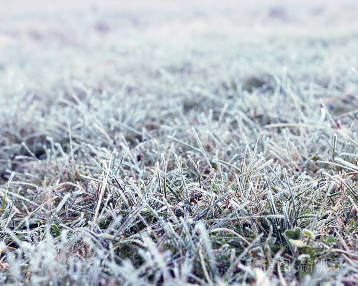 背景的草覆盖着白霜.在早上的霜
