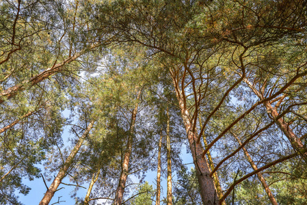 仰望自然森林场景松树对蓝天