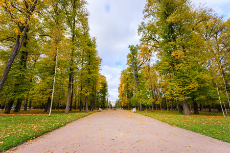 在秋天在圣彼得堡的森林