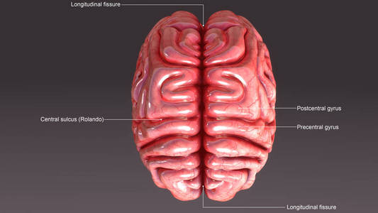 人类的大脑解剖