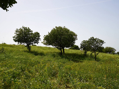 典型的美丽的夏季乡村侧郁郁葱葱的绿色乡村景观在以色列