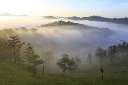 梦幻般的迷雾森林与松树和山在阳光下