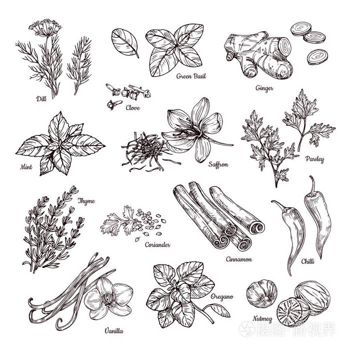 手绘生姜和辣椒, 藏红花和香草.素描香料矢量收集