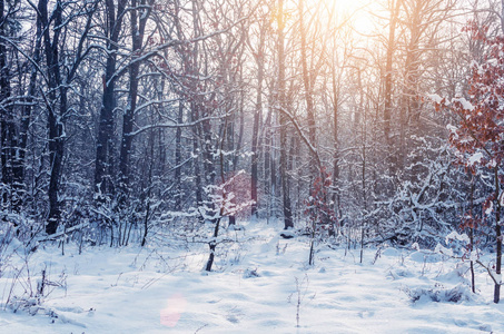 在阳光下的树木上有雪和霜的冬季森林