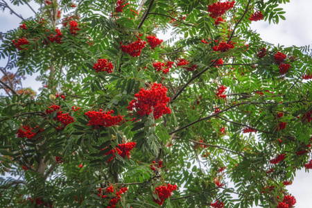罗文的树枝上有成熟的红色果实, 阳光照在天空中