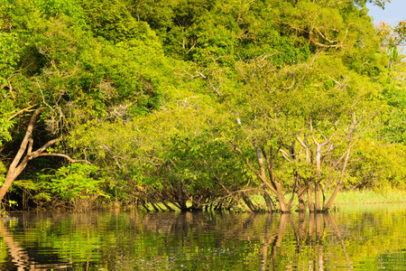 从亚马逊雨林，巴西湿地区域的全景。通航的泻湖。南美洲的地标。亚马孙河流域