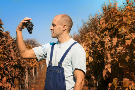 在阳光明媚的日子里, 一个男人在葡萄园里展示葡萄