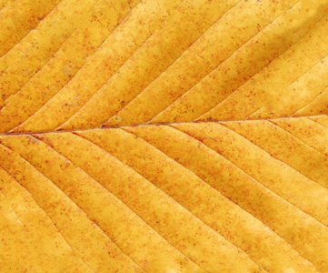 秋叶的背景。秋叶宏观视图纹理。质感秋天的黄叶