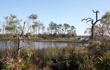 佛罗里达州北部的沼泽的看法