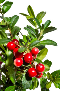 红莓的绿色分支与红色浆果在白色背景