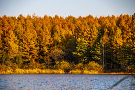 秋湖和树木
