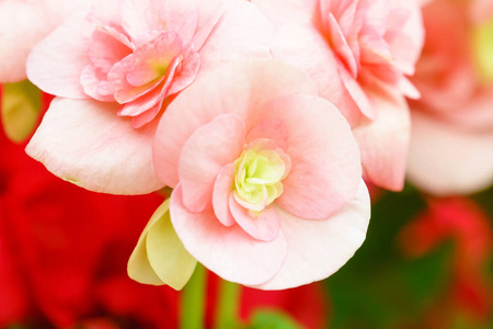 花园里的天然粉红色海棠花