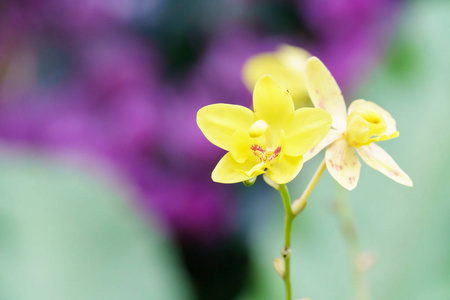 黄 spathoglottis 兰花花在花园里特写