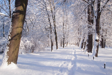 波兰华沙瓦津基公园树木之间的积雪路径