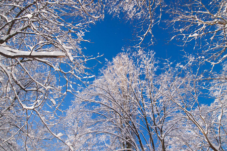 大雪落在华沙瓦津基公园冬季, 波兰的雪树分支对蓝天