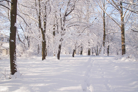 波兰华沙瓦津基公园树木之间的积雪路径