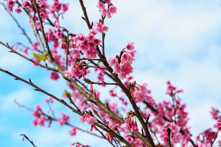 粉红色樱花花, 背景为蓝天