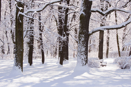 瓦津基雪冬公园在华沙, 波兰