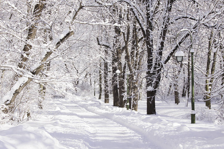 波兰华沙瓦津基公园树木之间的积雪路径