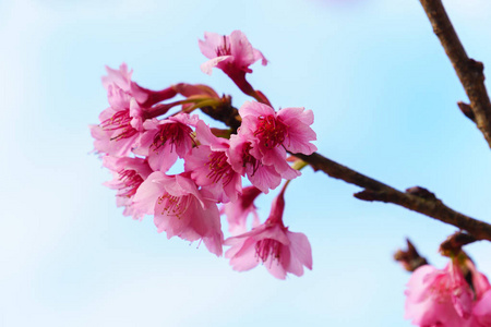 粉红色樱花花, 背景为蓝天