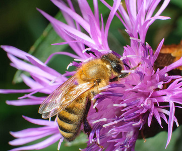 粉红色的花特写蜜蜂收集花蜜