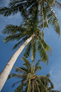 蓝色的天空和云对棕榈树顶的