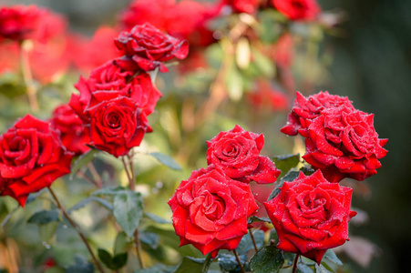 红玫瑰鲜花在绿色背景上的图像