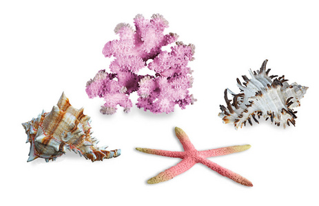 背景下的珊瑚和贝壳