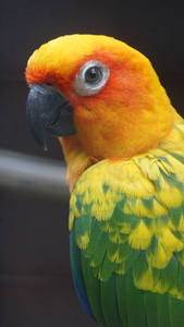太阳鹦鹉, 也被称为养蜂, 是一种中等大小的颜色鲜艳的鹦鹉, 原产于南美洲东北部