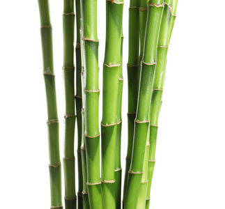 白色背景的美丽的绿色竹子茎