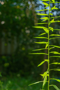 花园里的绿色植物。阳光使树叶轻轻地绿色。在绿叶和蓝天的背景下