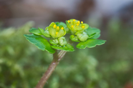 藏药 alternifolium, 金虎耳草, 互生叶的微距照片花