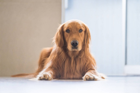 金毛猎犬躺在地上