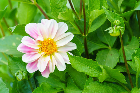 花园树上的白色飞燕花