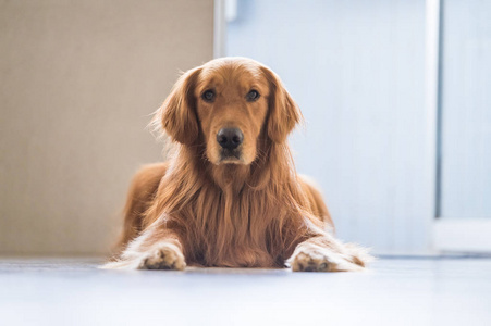 金毛猎犬躺在地上