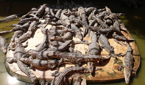 鳄鱼在泰国鳄鱼农场休息图片