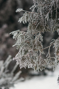 在雪地里的一棵圣诞树的分支