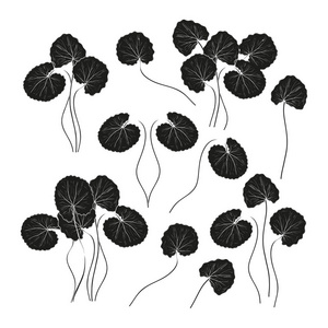 戈图科拉叶, 茎。单色。黑色剪影在白色背景。设置