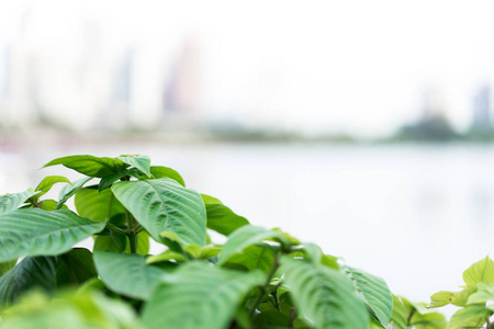 城市里的树木有复制空间。城市概念中的自然与环境