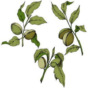 绿色杏仁在载体样式隔绝了。植物全名 杏仁。背景纹理包装图案框架或边框的矢量花