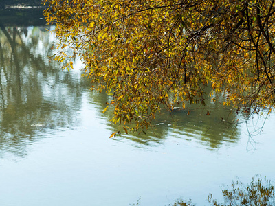 城市公园的正宗秋景池塘。黄叶落在地上, 掉进水里。五颜六色的秋景, 温暖的色彩和覆盖着床单的人行道。人们在公园里放松